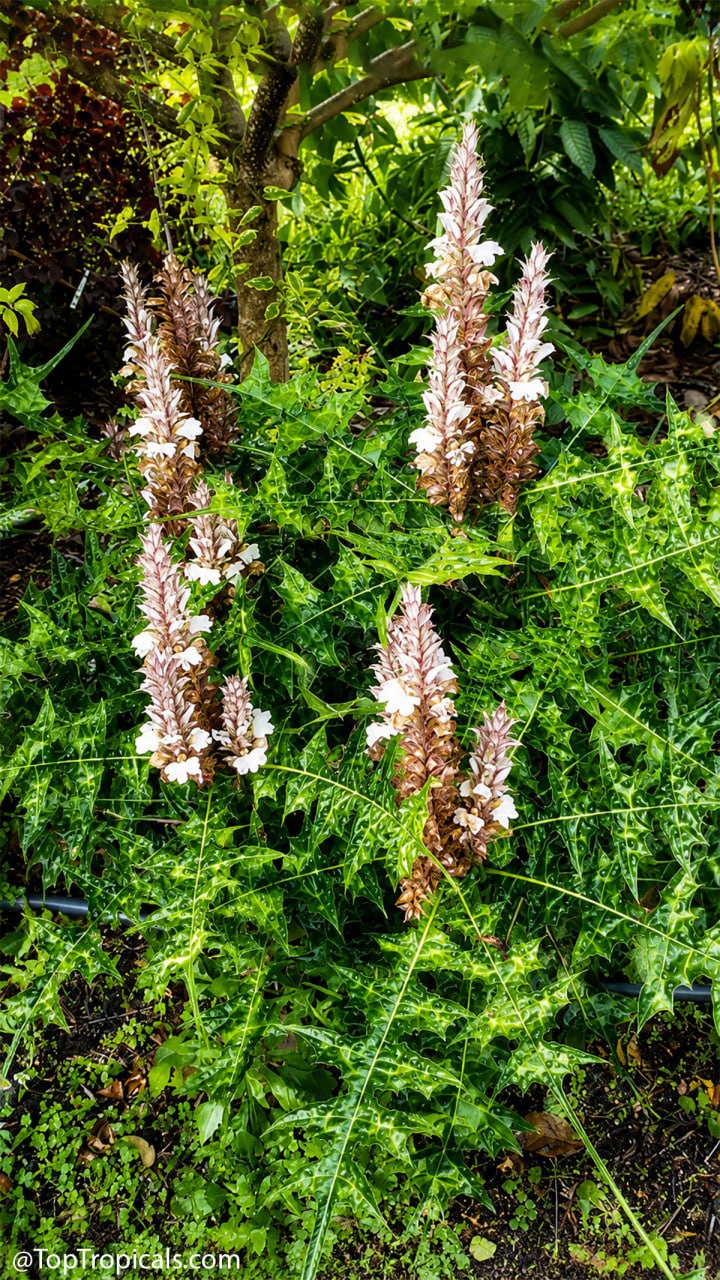 Why is everyone staring at this Alligator Plant? Why is everyone staring at this Alligator Plant?