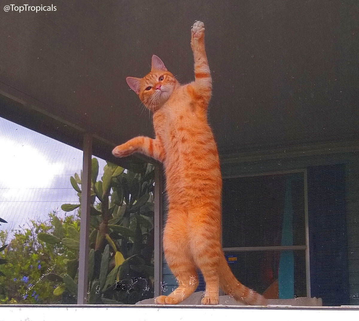 Daily Cat Lesson #1: Cats dont need entertainment every minute. Daily Cat Lesson #1: Cats dont need entertainment every minute.