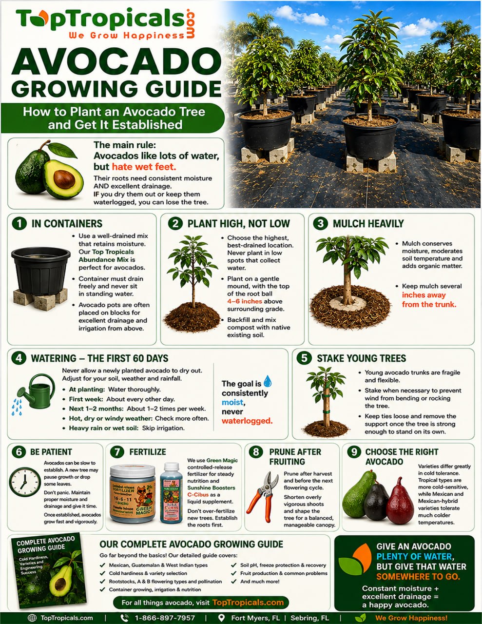 Avocado Planting Guide Avocado Planting Guide