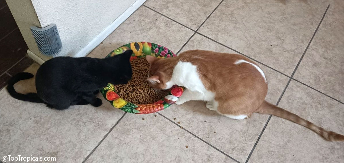 Daily Cat Lesson #4: Why the Big Plate? Daily Cat Lesson #4: Why the Big Plate?