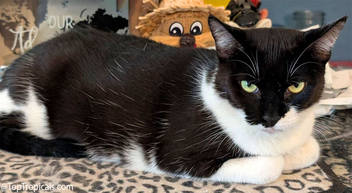 Daily Cat Lesson #5: Why Is Your Cat Staring at You? Daily Cat Lesson #5: Why Is Your Cat Staring at You?