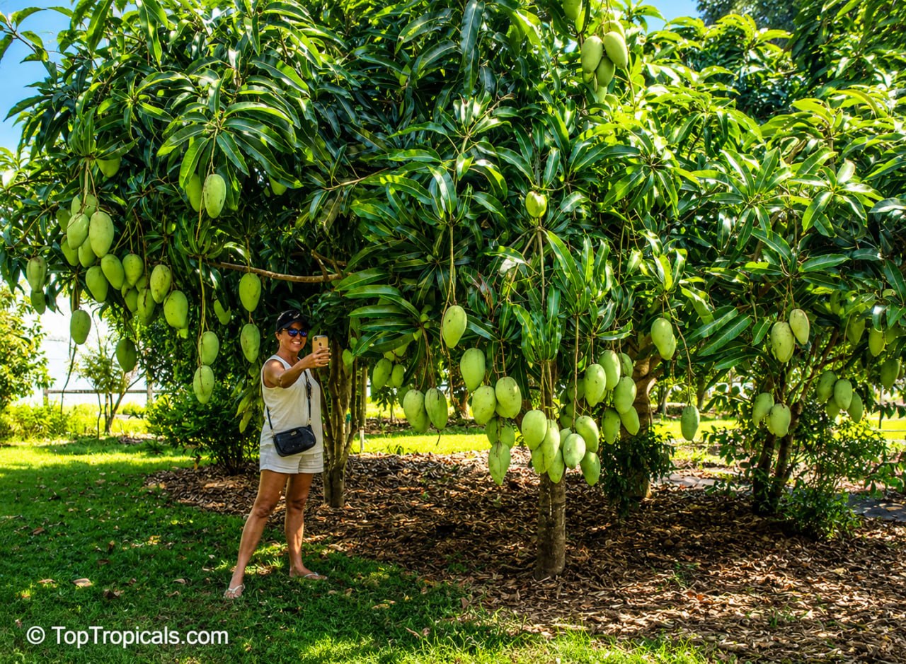 How Big Will Your Mango Tree Actually Get? How Big Will Your Mango Tree Actually Get?