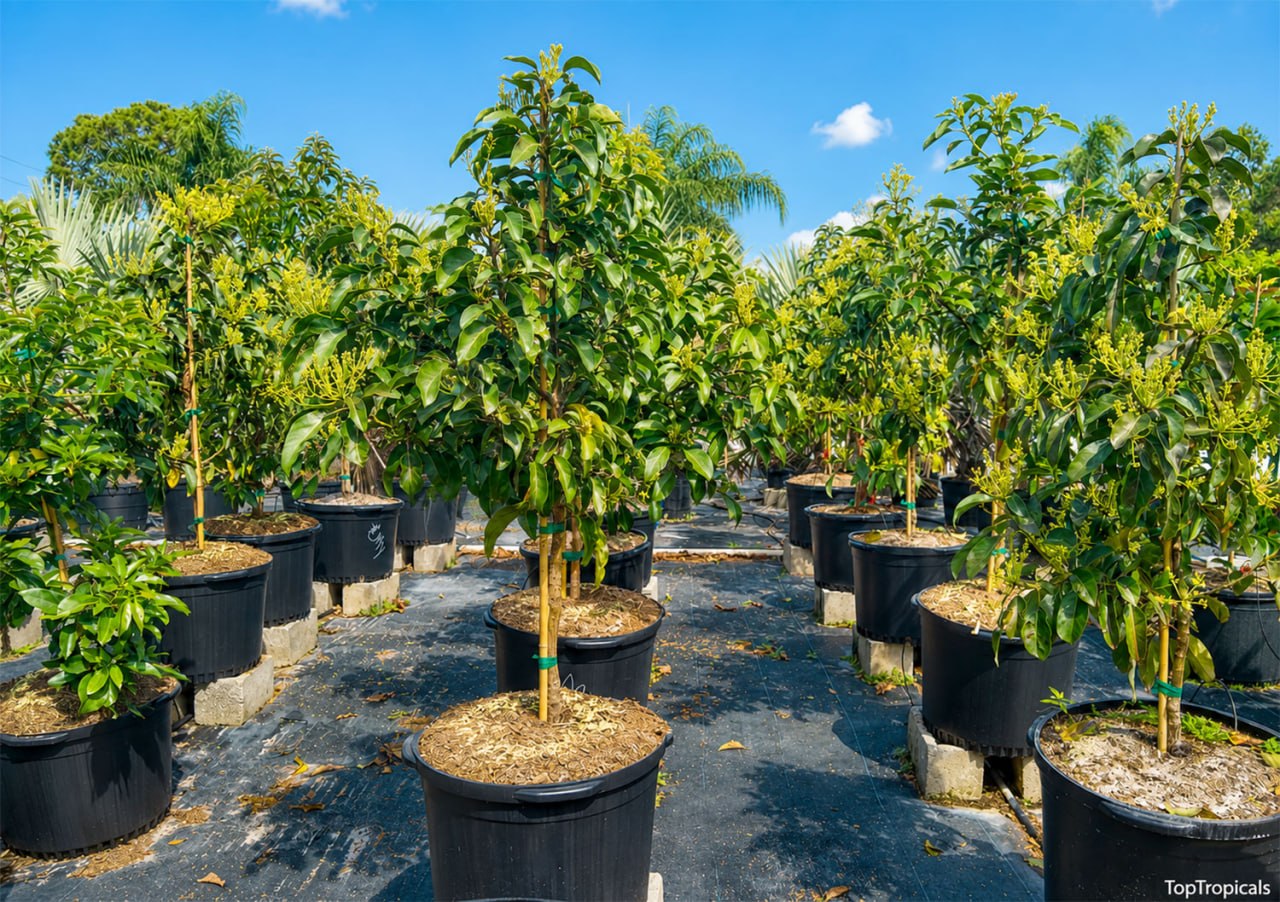 How to Plant an Avocado Tree and Get It Established How to Plant an Avocado Tree and Get It Established