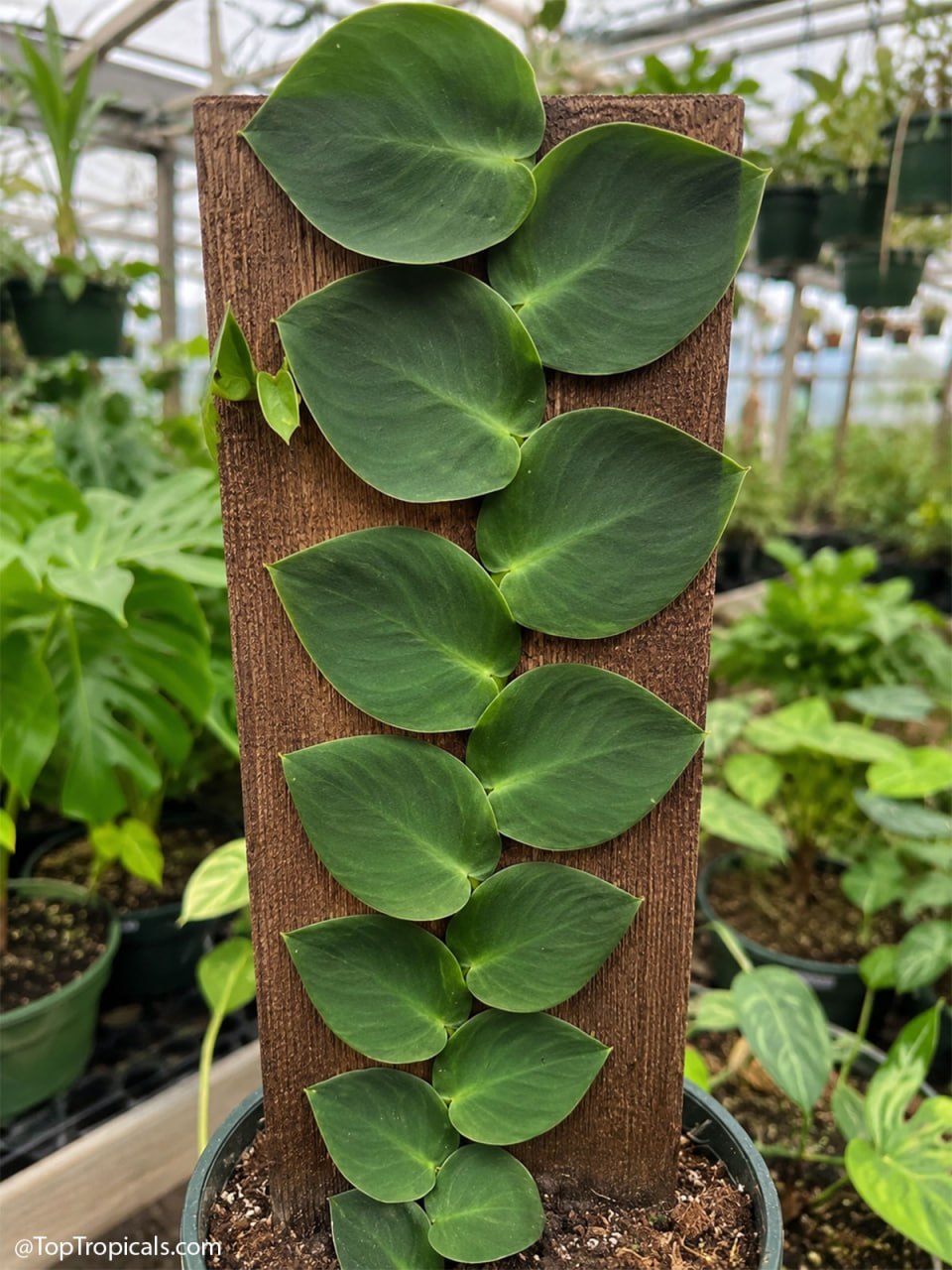 Meet Monstera Tiny Cousin That Never Outgrows Your Wall Meet Monstera Tiny Cousin That Never Outgrows Your Wall