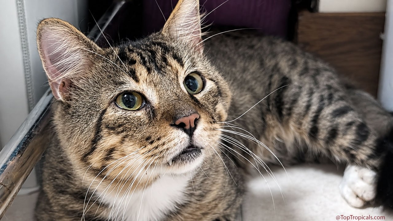 Meet Simon Walkie-Talkie - the cat who made the right decision Meet Simon Walkie-Talkie - the cat who made the right decision