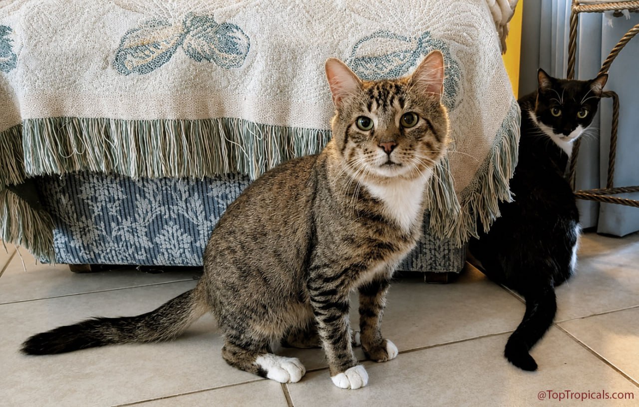 Meet Simon Walkie-Talkie - the cat who made the right decision Meet Simon Walkie-Talkie - the cat who made the right decision