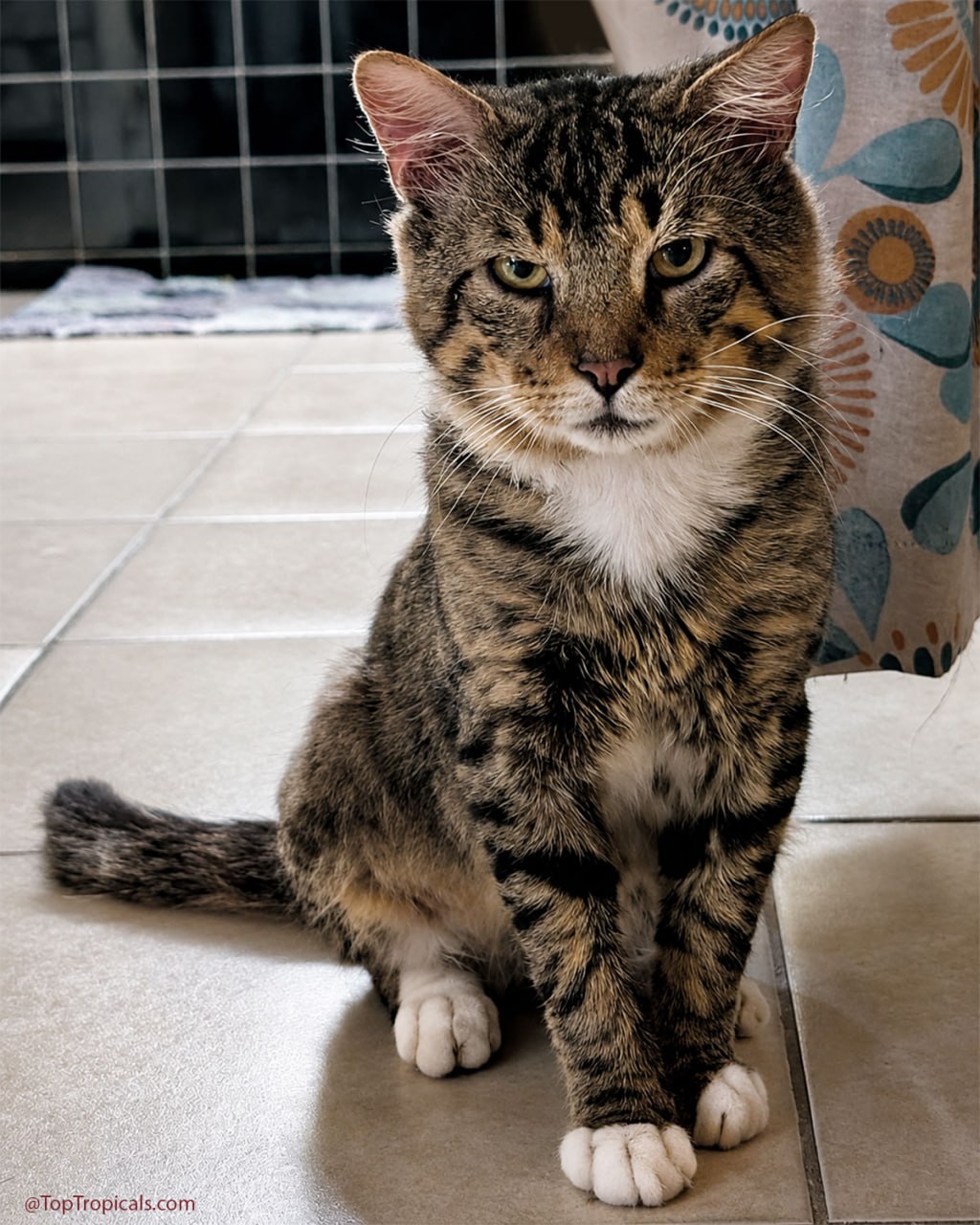 Meet Simon Walkie-Talkie - the cat who made the right decision Meet Simon Walkie-Talkie - the cat who made the right decision