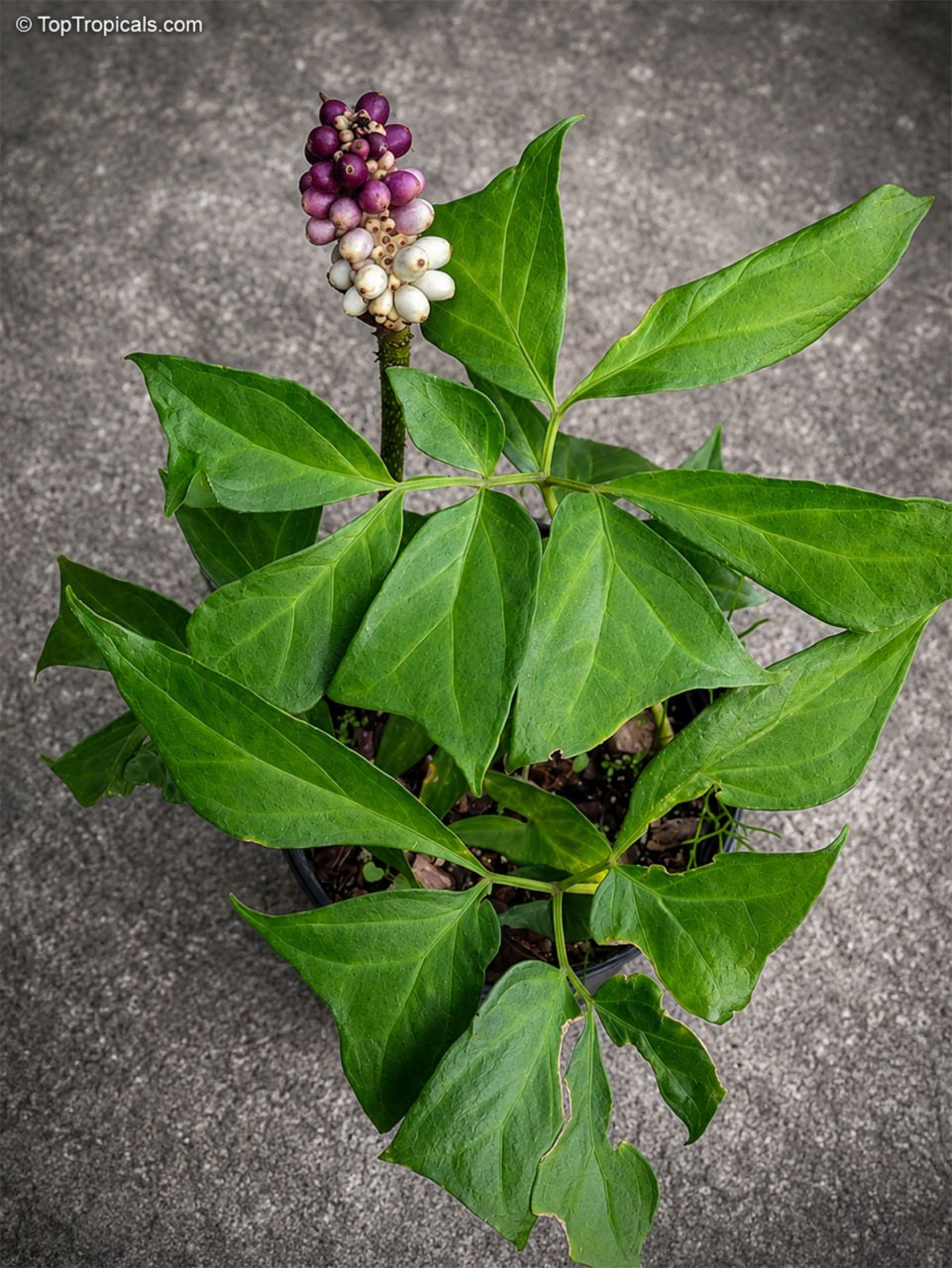 The Tree That Isnt: African Giant Single-Leaf Wonder - Anchomanes difformis The Tree That Isnt: African Giant Single-Leaf Wonder - Anchomanes difformis