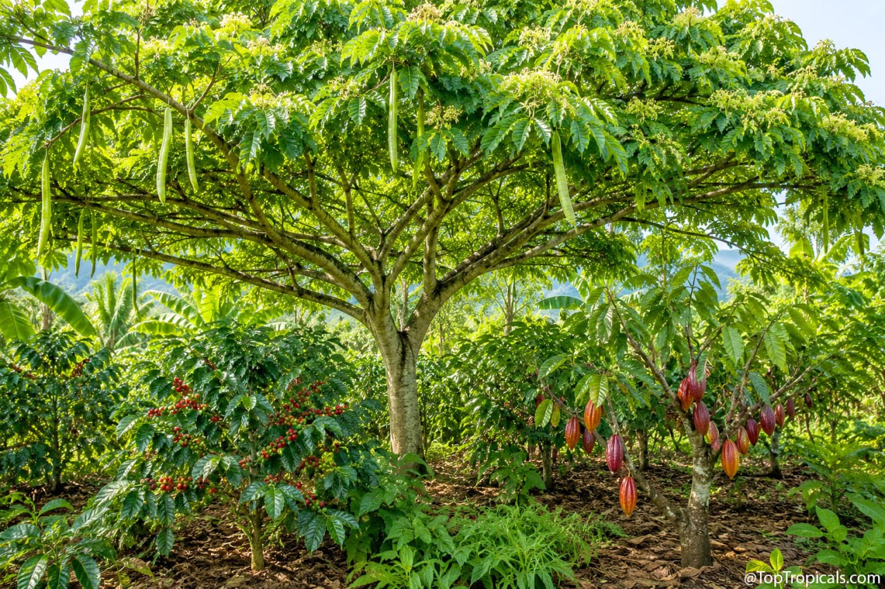 Why Coffee and Chocolate Grow Under Ice Cream Bean Trees Why Coffee and Chocolate Grow Under Ice Cream Bean Trees