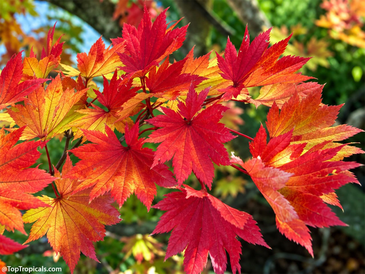 9 Showy Trees to Plant This Fall for a Colorful Florida Winter 9 Showy Trees to Plant This Fall for a Colorful Florida Winter