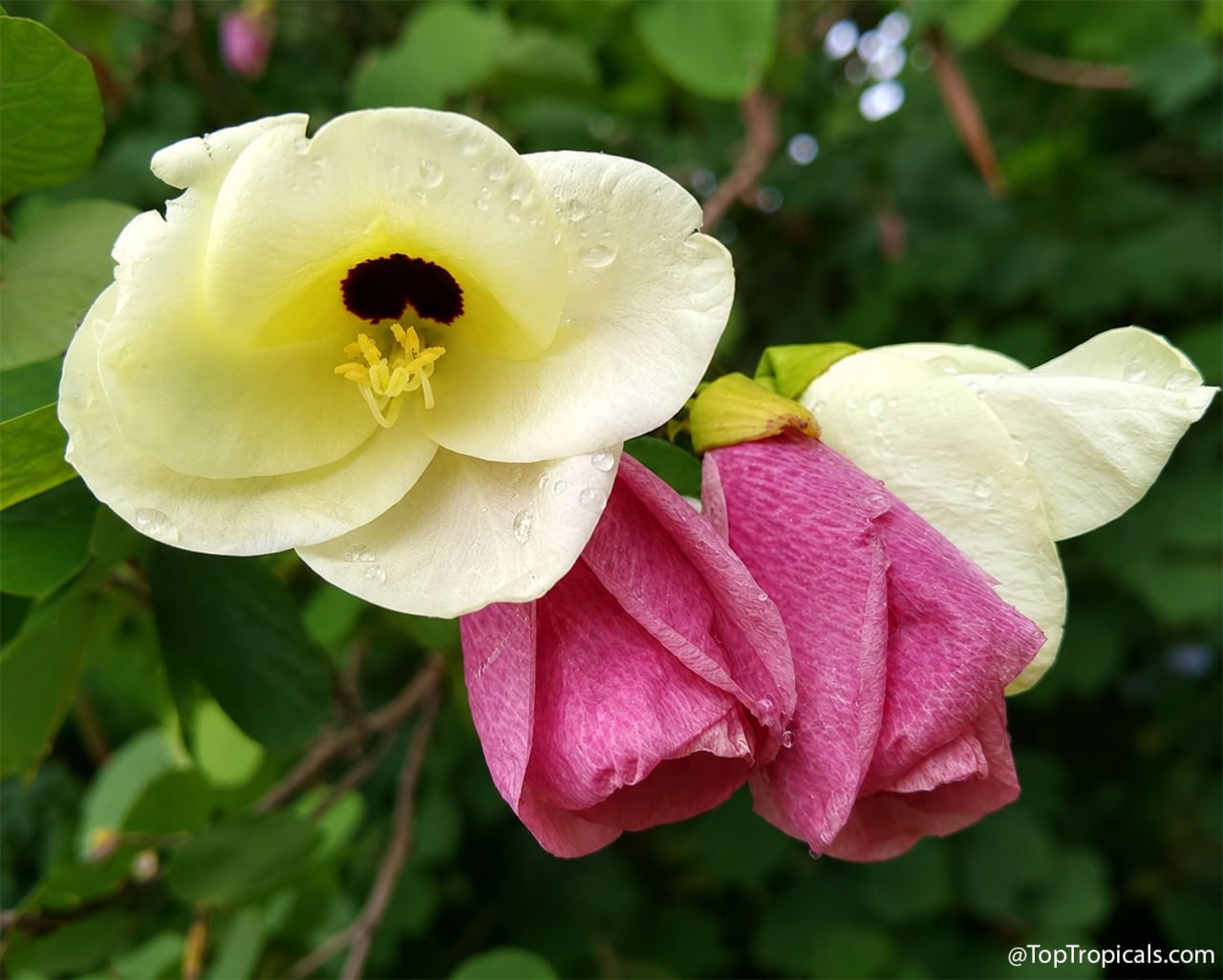 9 Showy Trees to Plant This Fall for a Colorful Florida Winter 9 Showy Trees to Plant This Fall for a Colorful Florida Winter