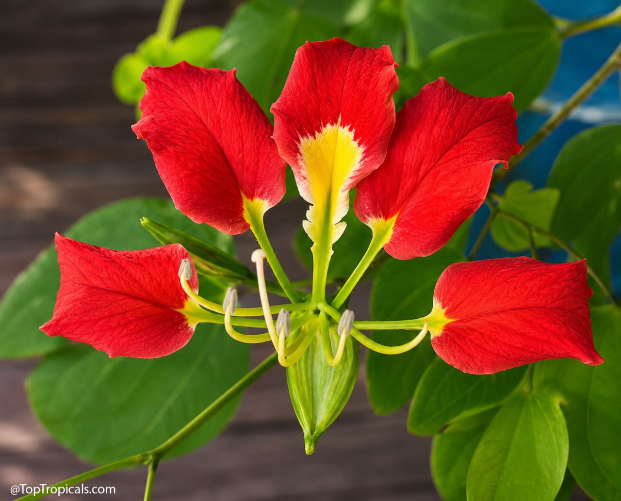 9 Showy Trees to Plant This Fall for a Colorful Florida Winter 9 Showy Trees to Plant This Fall for a Colorful Florida Winter