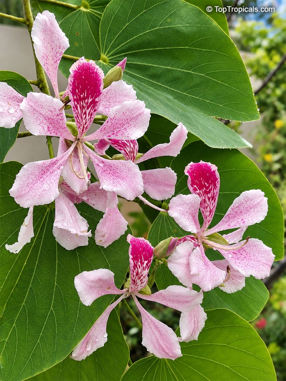 9 Showy Trees to Plant This Fall for a Colorful Florida Winter 9 Showy Trees to Plant This Fall for a Colorful Florida Winter