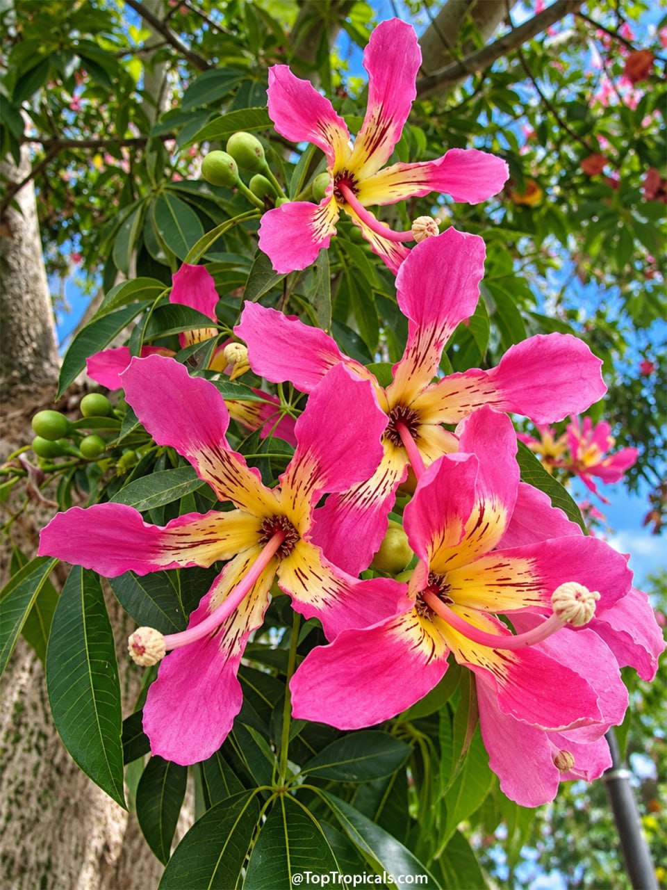 9 Showy Trees to Plant This Fall for a Colorful Florida Winter 9 Showy Trees to Plant This Fall for a Colorful Florida Winter