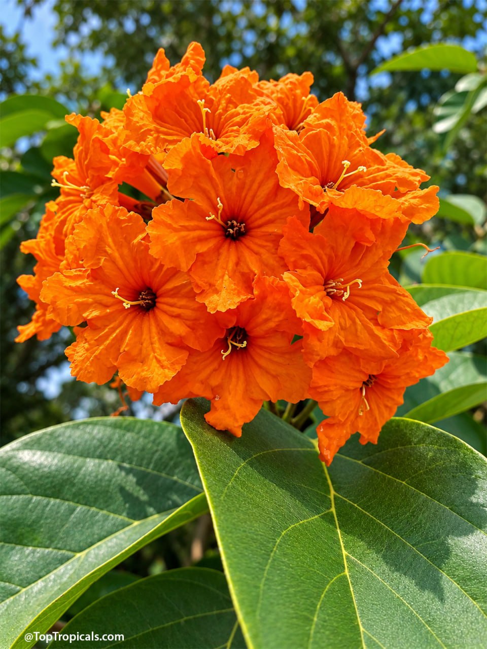 9 Showy Trees to Plant This Fall for a Colorful Florida Winter 9 Showy Trees to Plant This Fall for a Colorful Florida Winter