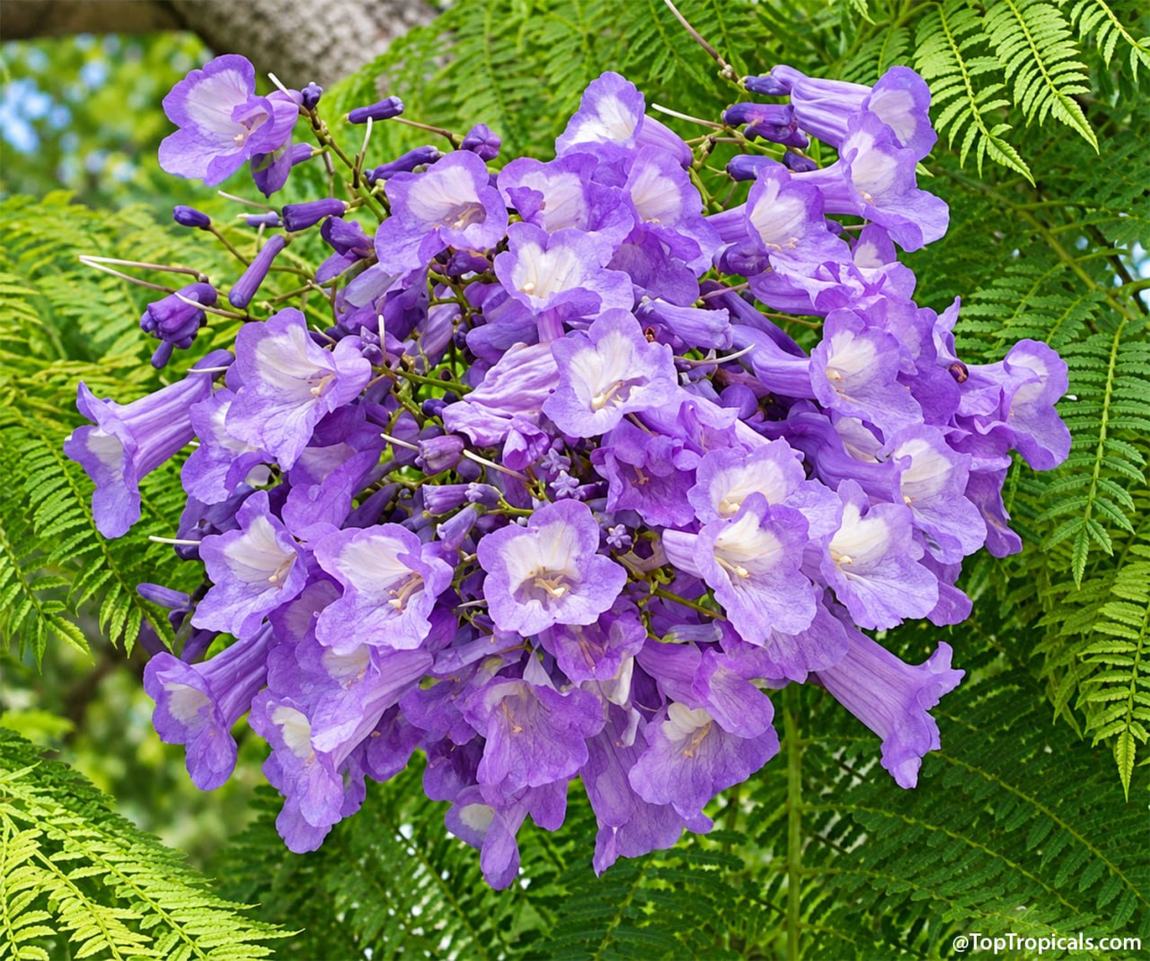 9 Showy Trees to Plant This Fall for a Colorful Florida Winter 9 Showy Trees to Plant This Fall for a Colorful Florida Winter