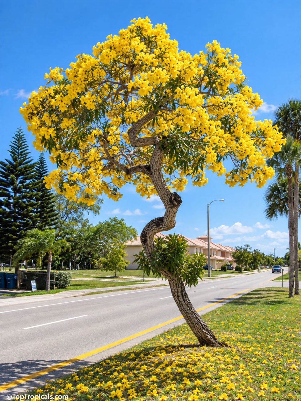 9 Showy Trees to Plant This Fall for a Colorful Florida Winter 9 Showy Trees to Plant This Fall for a Colorful Florida Winter