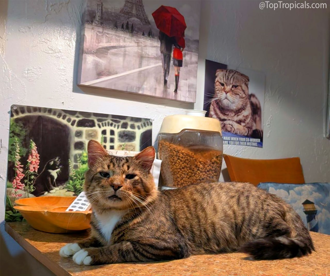 Daily Cat Lesson #18: Once a Street Cat, Always Watching the Bowl Daily Cat Lesson #18: Once a Street Cat, Always Watching the Bowl