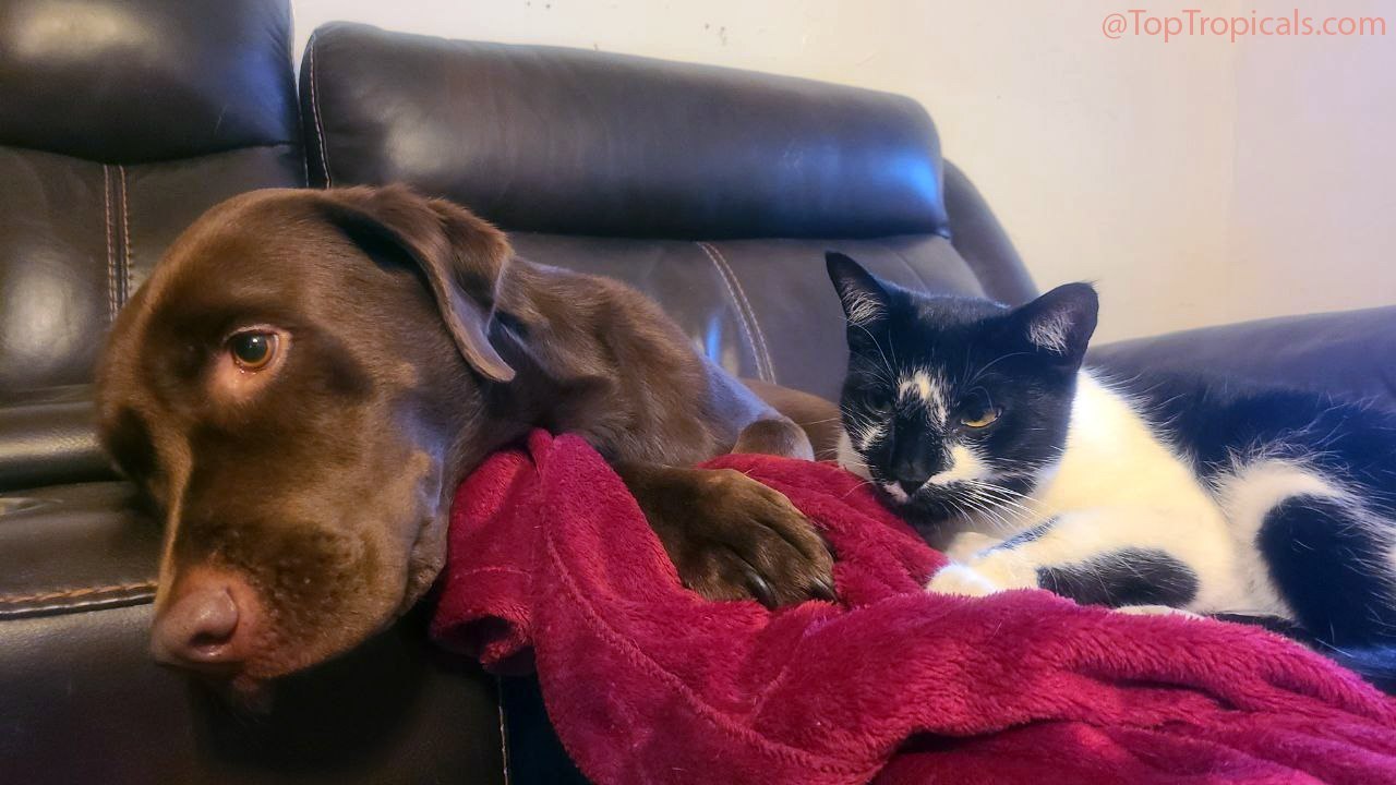 Daily Cat Lesson: Cats vs Daily Cat Lesson: Cats vs