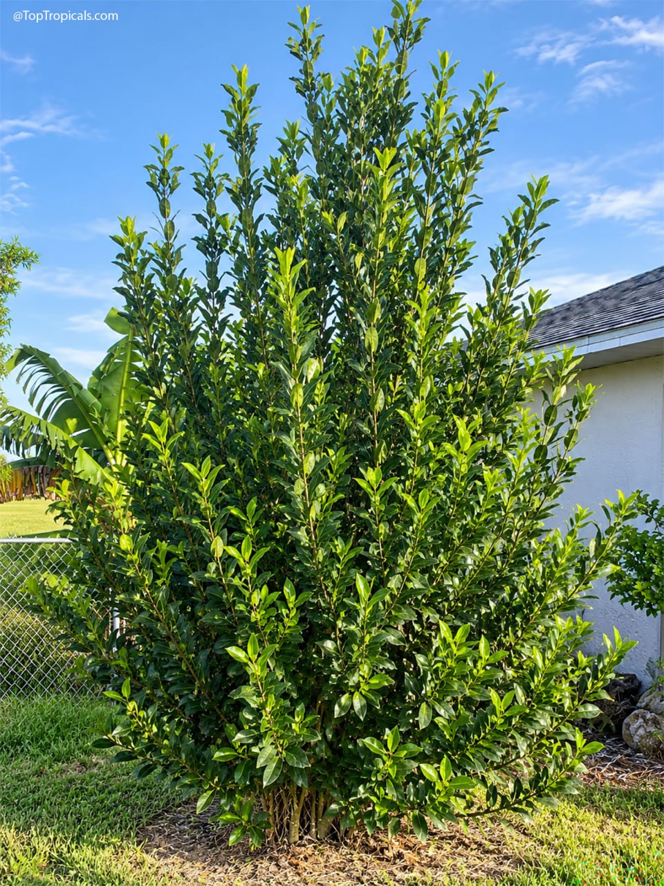 This Kitchen Herb Survives Las Vegas - and My Sons Backyard This Kitchen Herb Survives Las Vegas - and My Sons Backyard