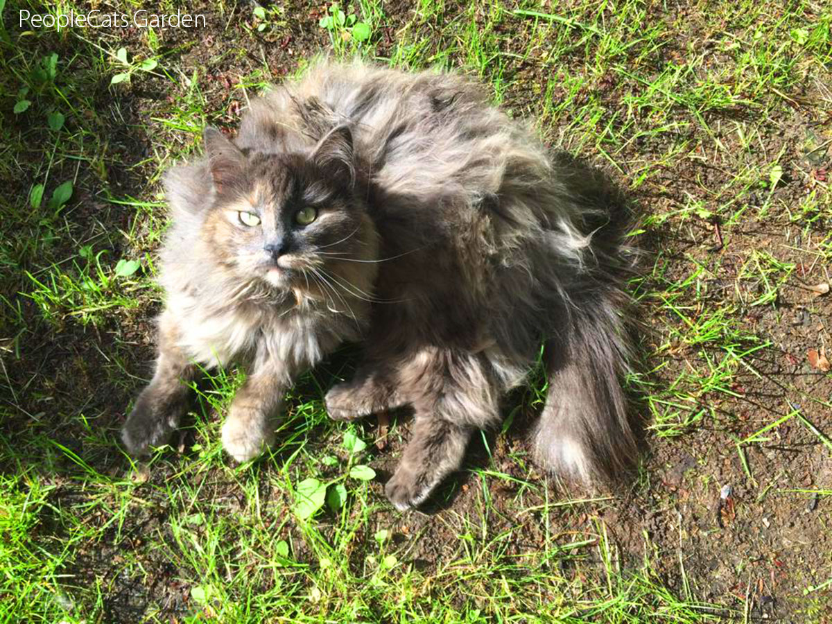 Norwegian Forest Cat - Skogkatt Lisa in the grass