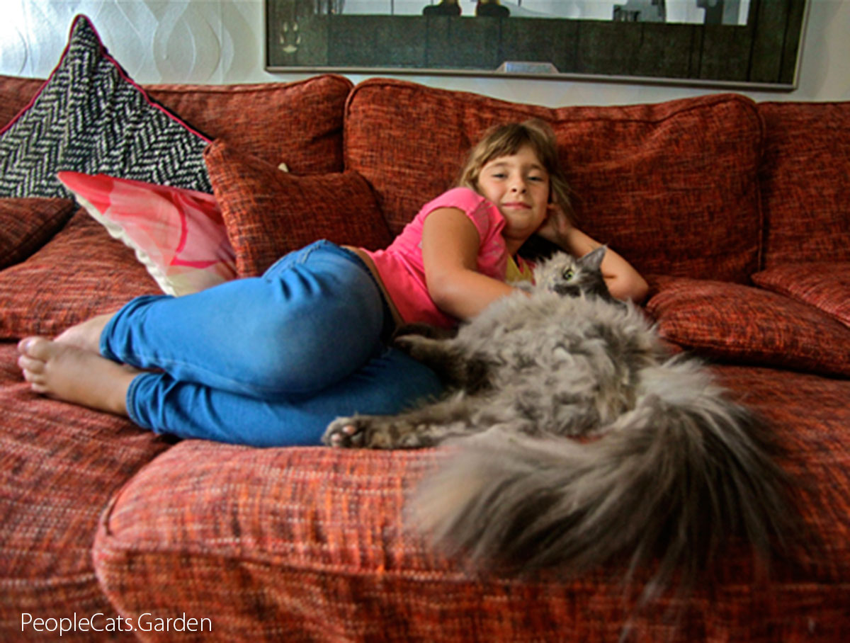Norwegian Forest Cat - Skogkatt Lisa ion the couch with girl