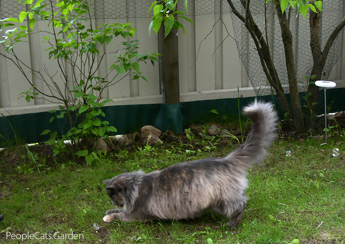Norwegian Forest Cat - Skogkatt Lisa in the yard