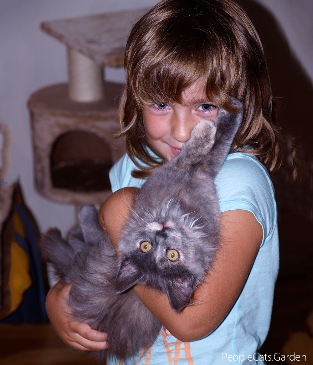 Norwegian Forest Cat - Skogkatt Lisa with girl Maria