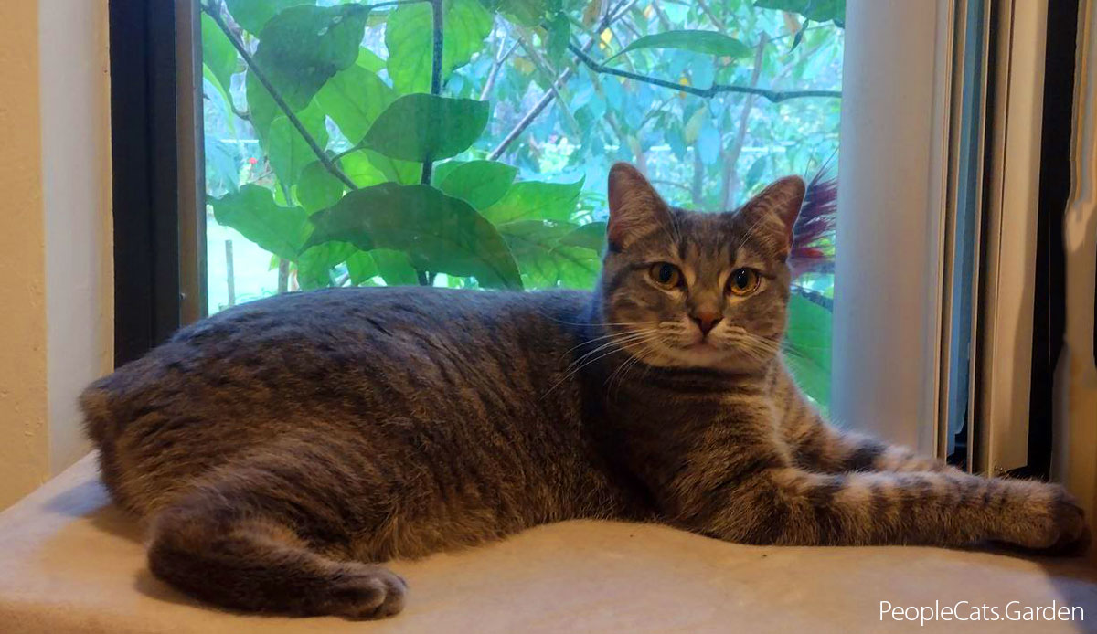 Cat with tropical plants