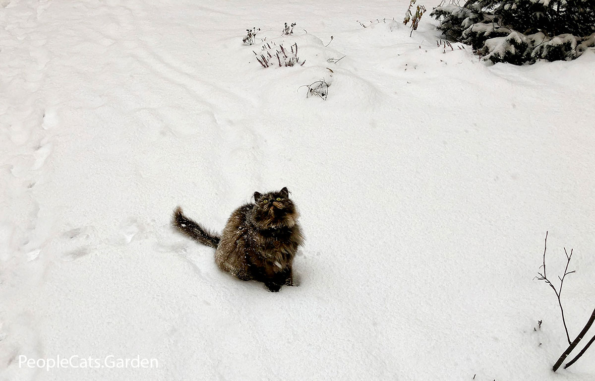 Norwegian Forest Cat playing in snow