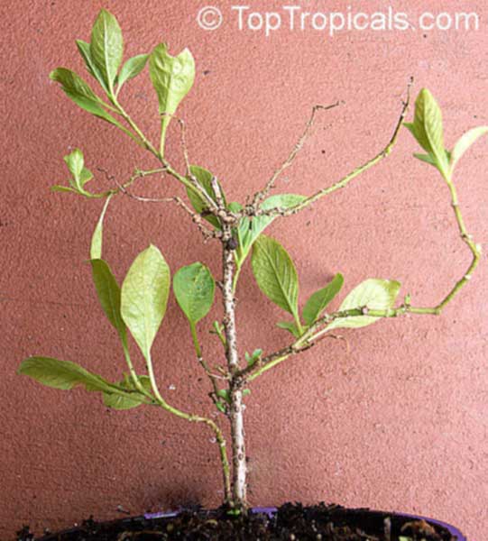 EPIN Plant Magic Growth Stimulator