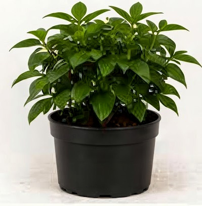 Same plant grown full and lush two months after feeding with Green Magic