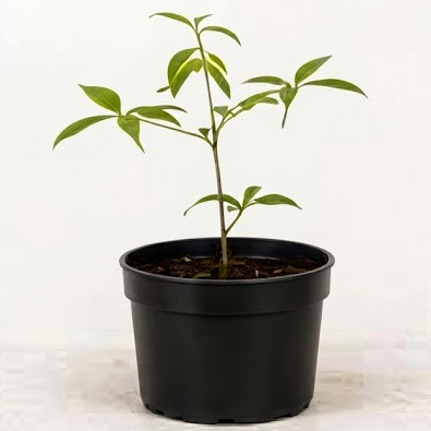 Young plant before feeding with Green Magic