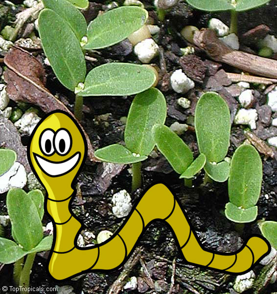 Earthworm Impact on Gardens: A Delicate Balance