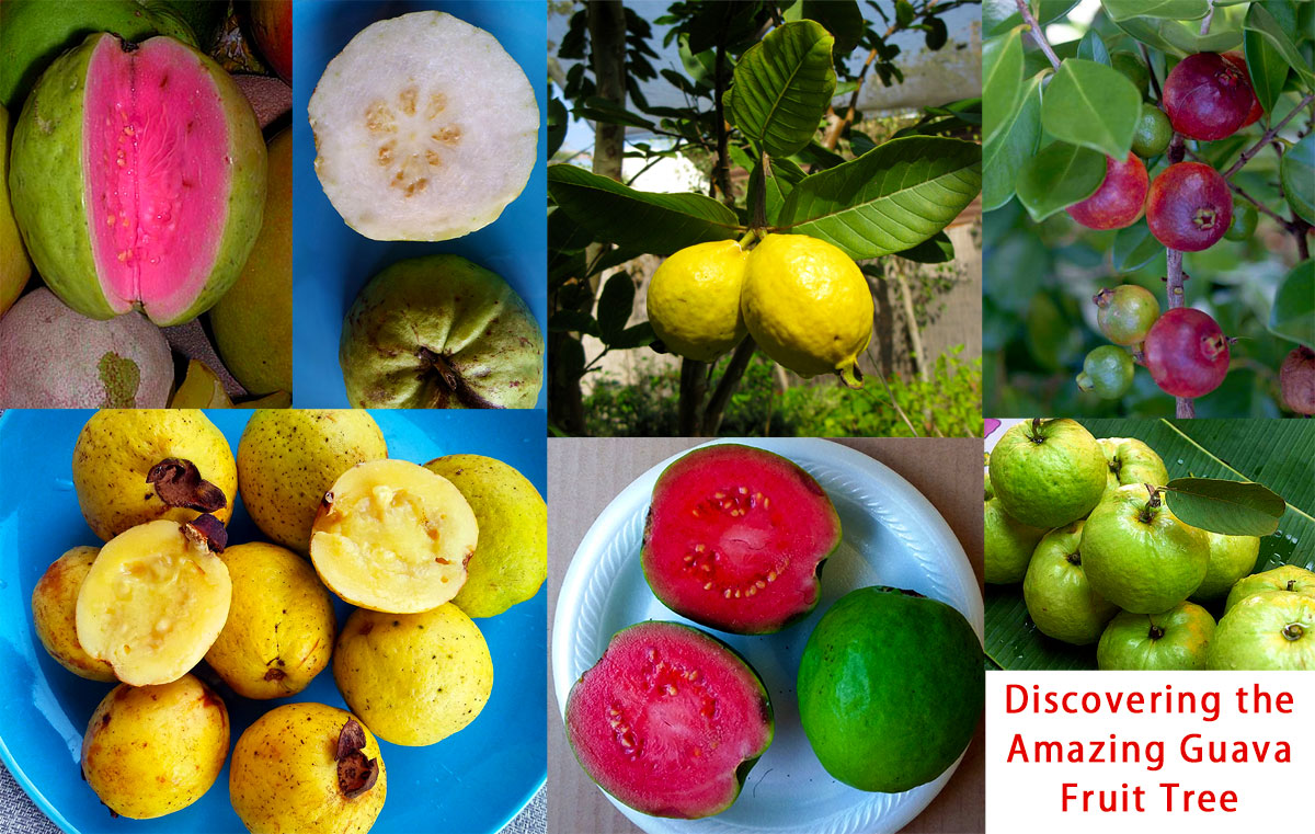 Guava fruit collage Tropical Guava, Guajava