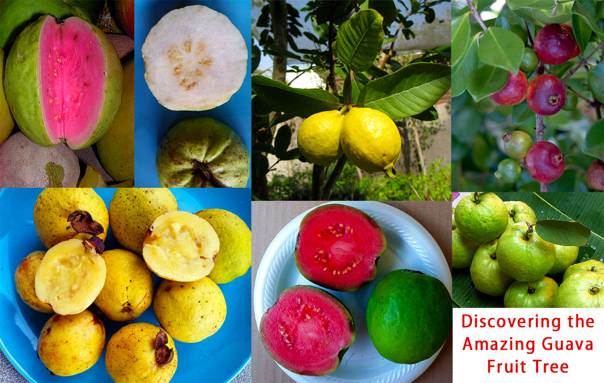 A Gardener Delight: Discovering the Amazing Guava Fruit Tree