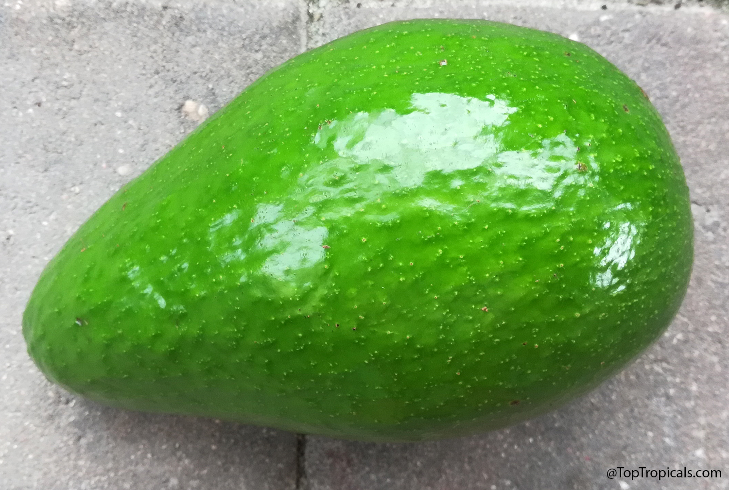 Glossy green Catalina avocado fruit resting on concrete, showing its rounded pear shape and speckled skin