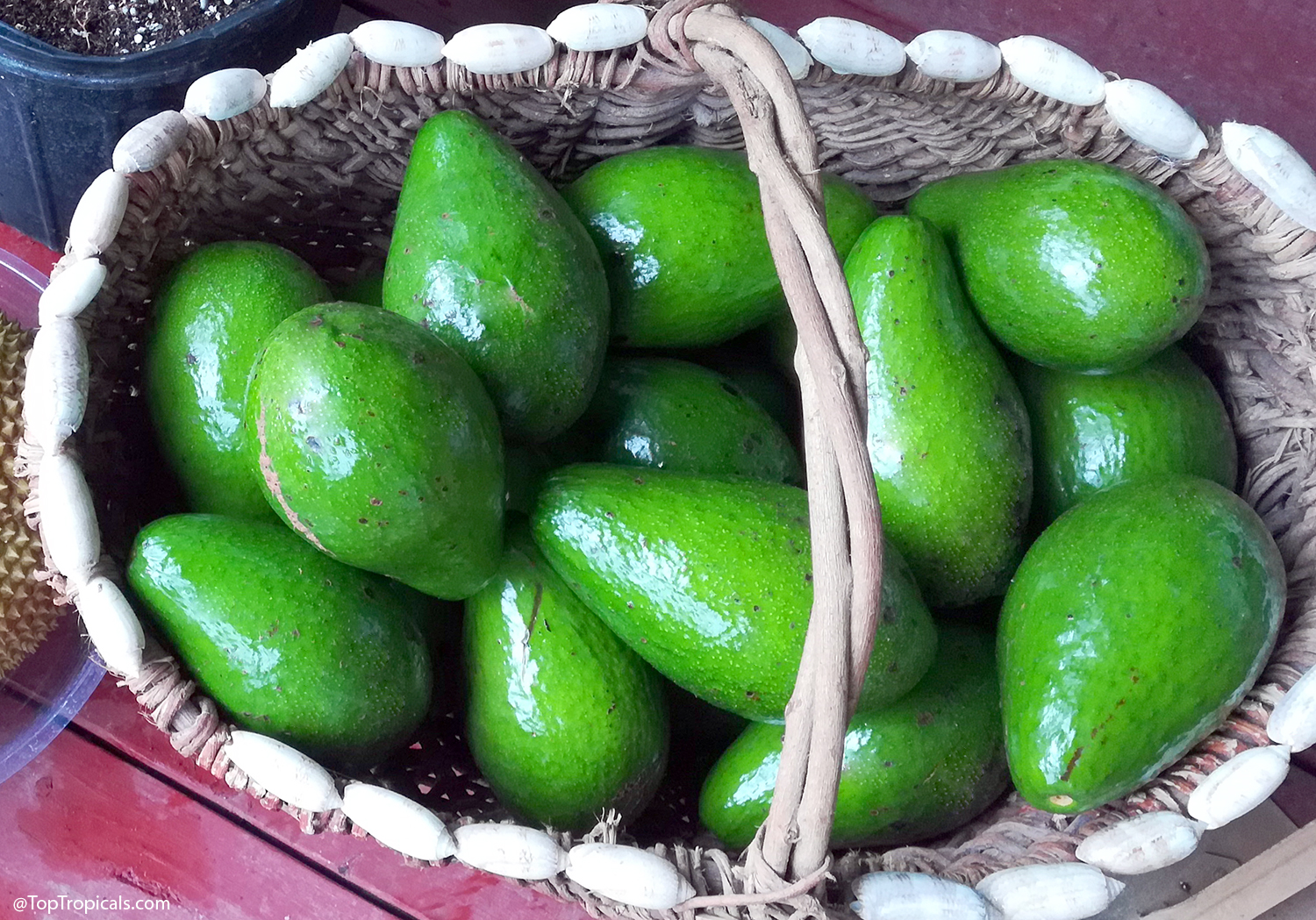 A woven basket full of freshly harvested green Catalina avocados