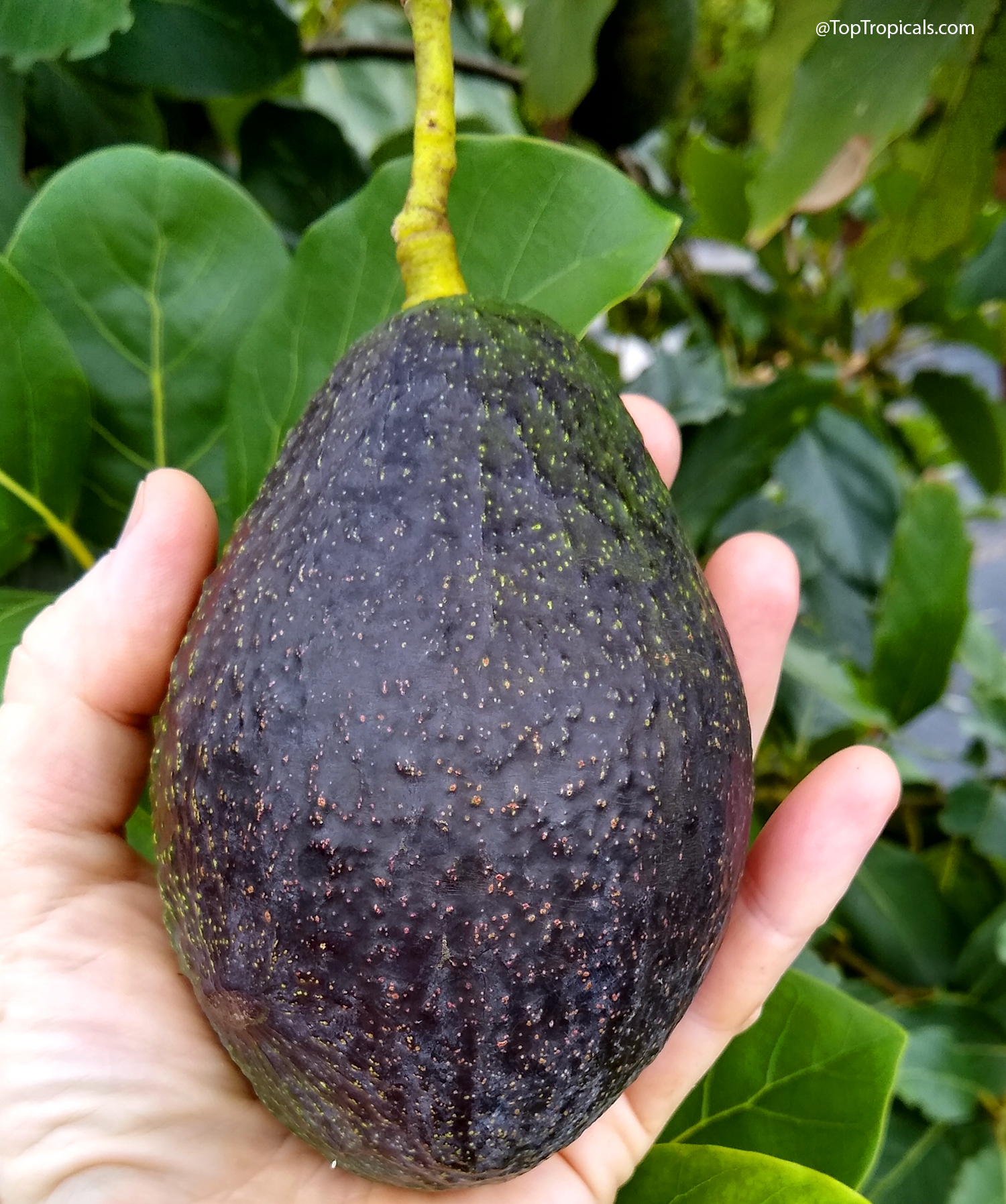 Ripe Florida Hass avocado with dark purple-black speckled skin held in hand beneath tree leaves