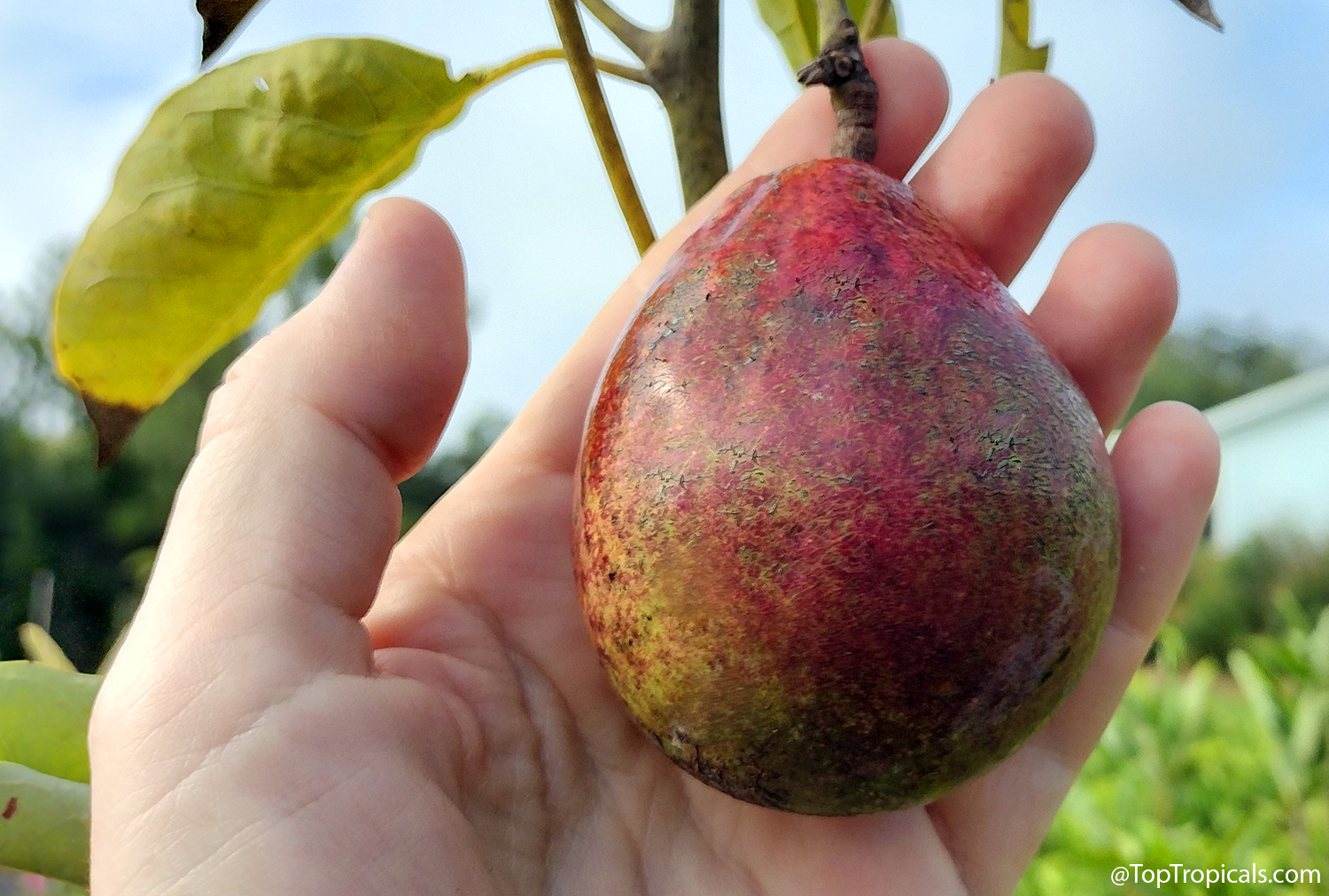 Fantastic avocado fruit with reddish-purple blushed skin held in hand beneath tree leaves