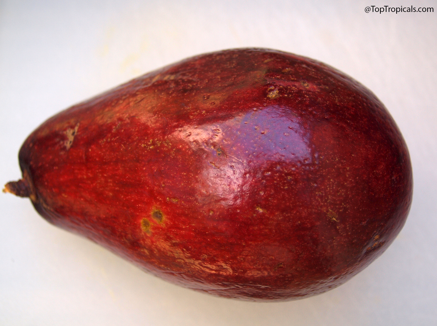 Deep red Hardee Red avocado fruit with glossy skin on a white background