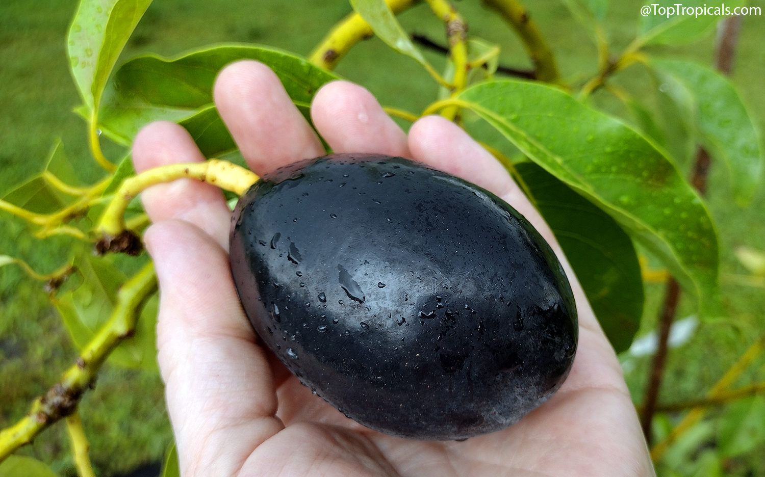 Glossy black Joey avocado fruit held in wet hand beneath tree leaves