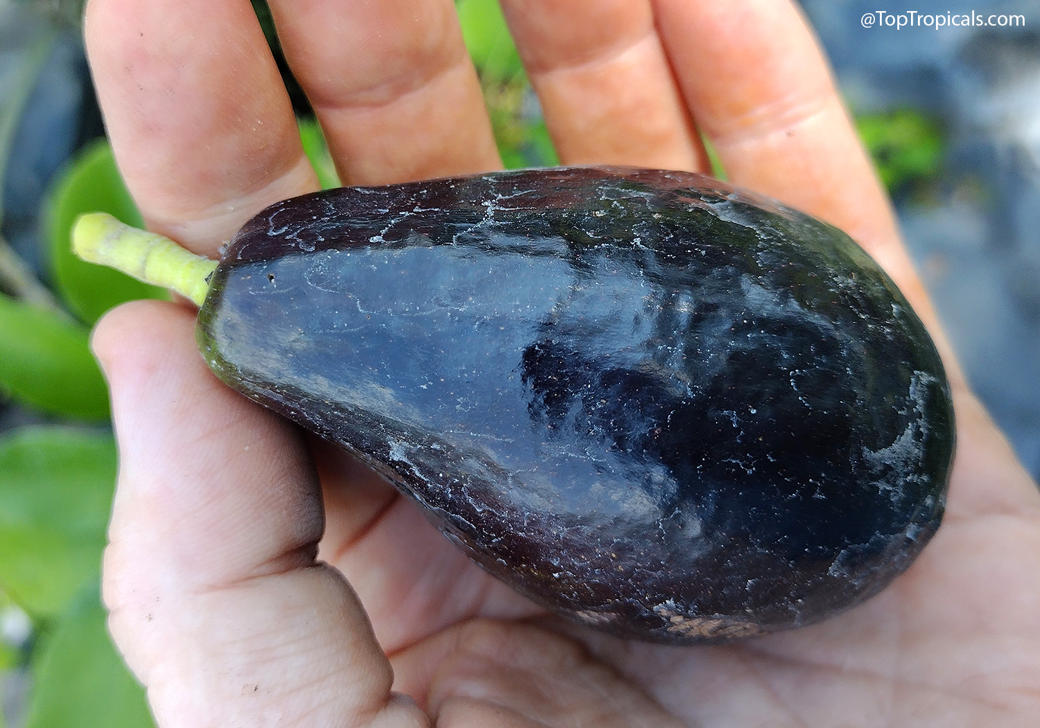 Dark purple-black Mexicola Grande avocado with thin waxy skin held in hand