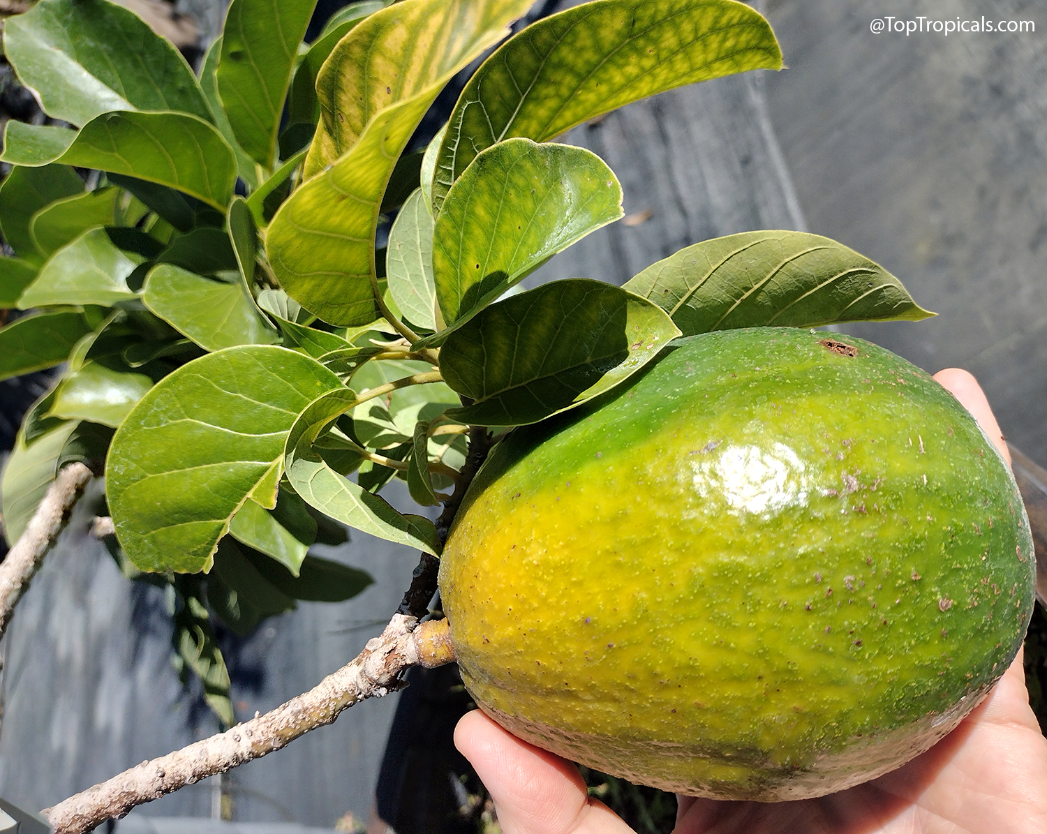 Green Miguel avocado fruit with yellow-green blush near the stem, held in hand beneath the tree's leaves