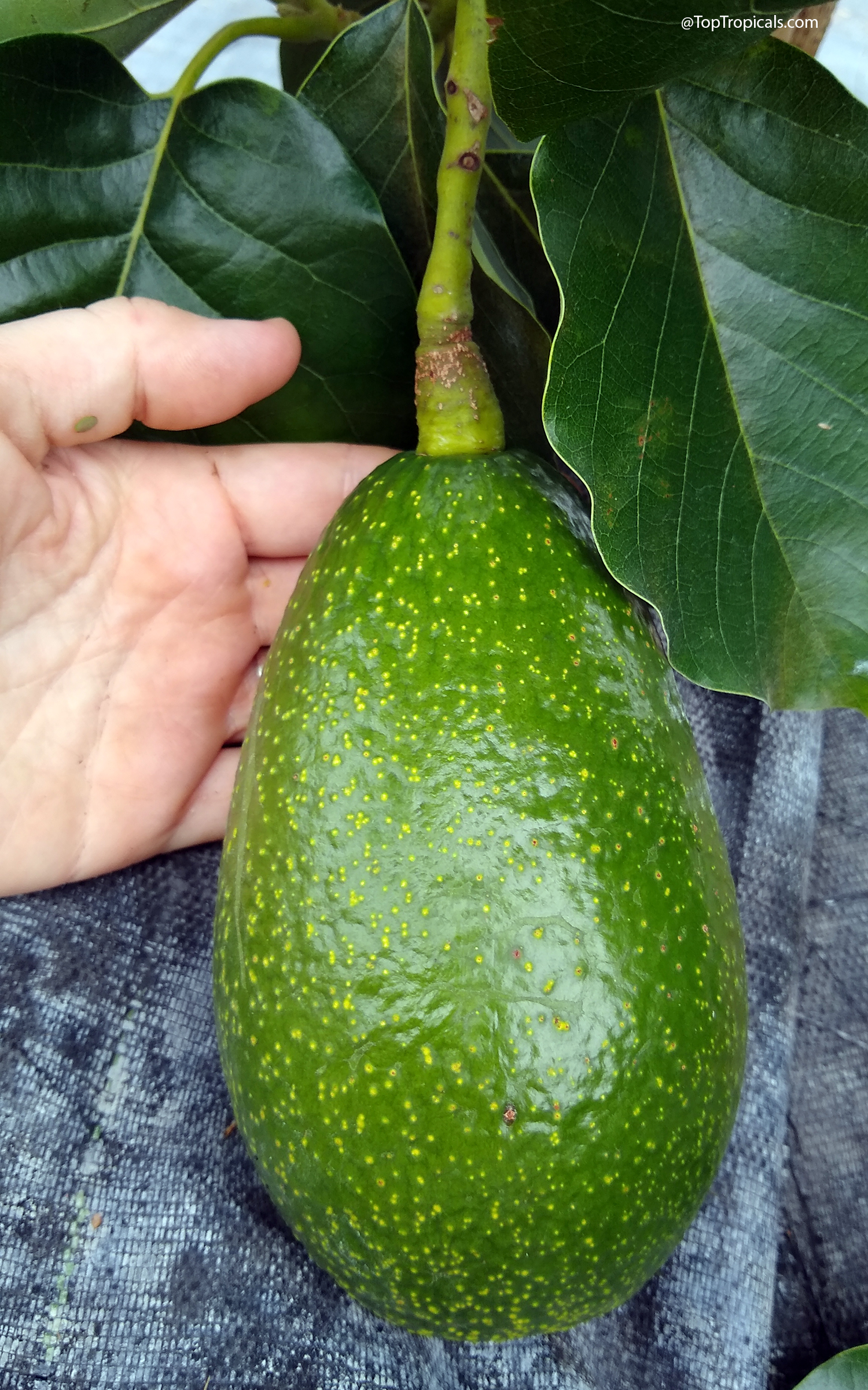 Green Nishikawa avocado with thick rough speckled skin hanging on the tree beside a hand for scale