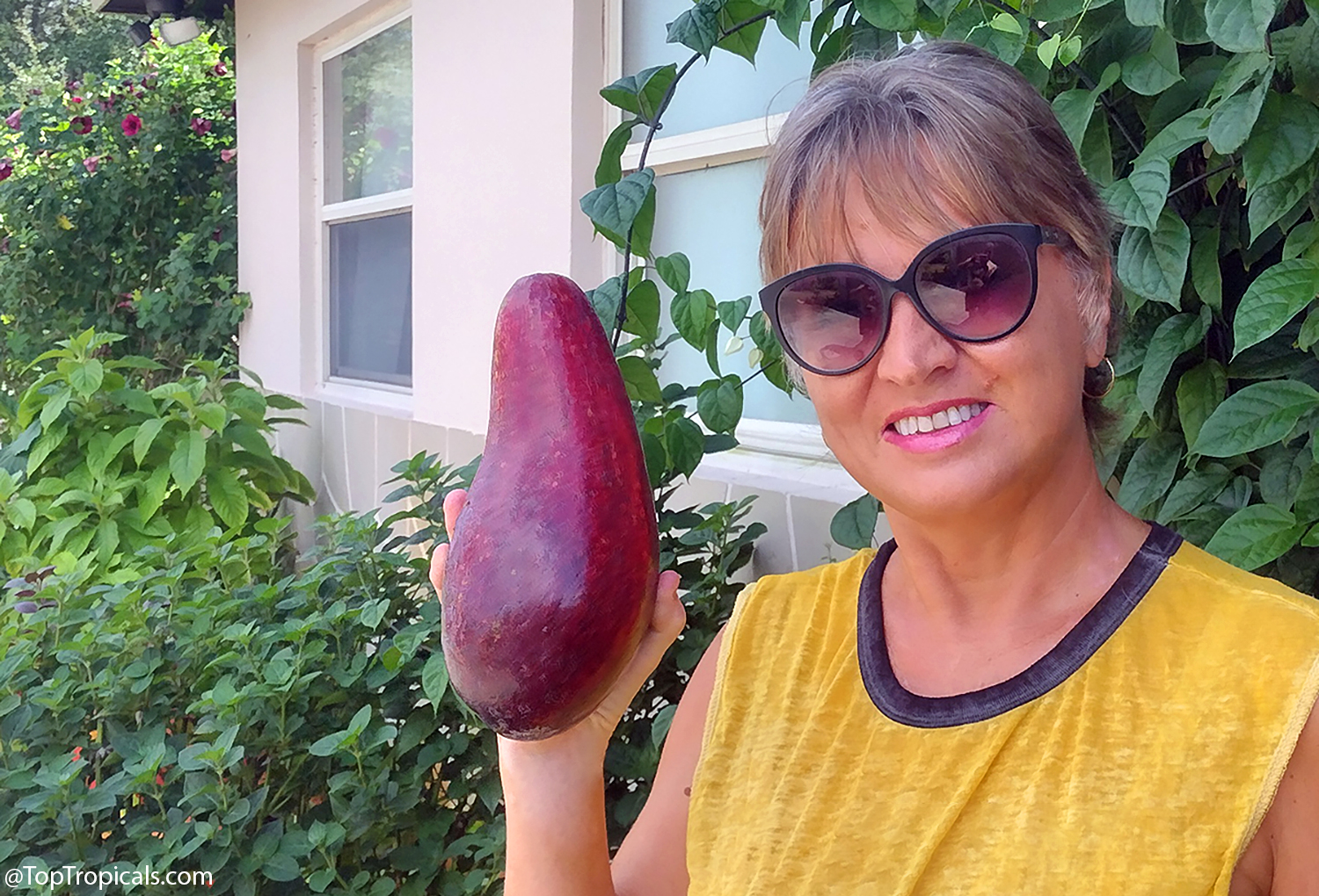 Woman holding a large, deep red West Indian race Red Russell avocado, showing its smooth thin skin and large size