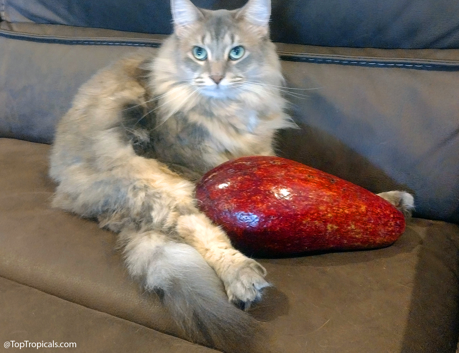 A fluffy cat posing next to a large deep red Red Russell avocado on a couch