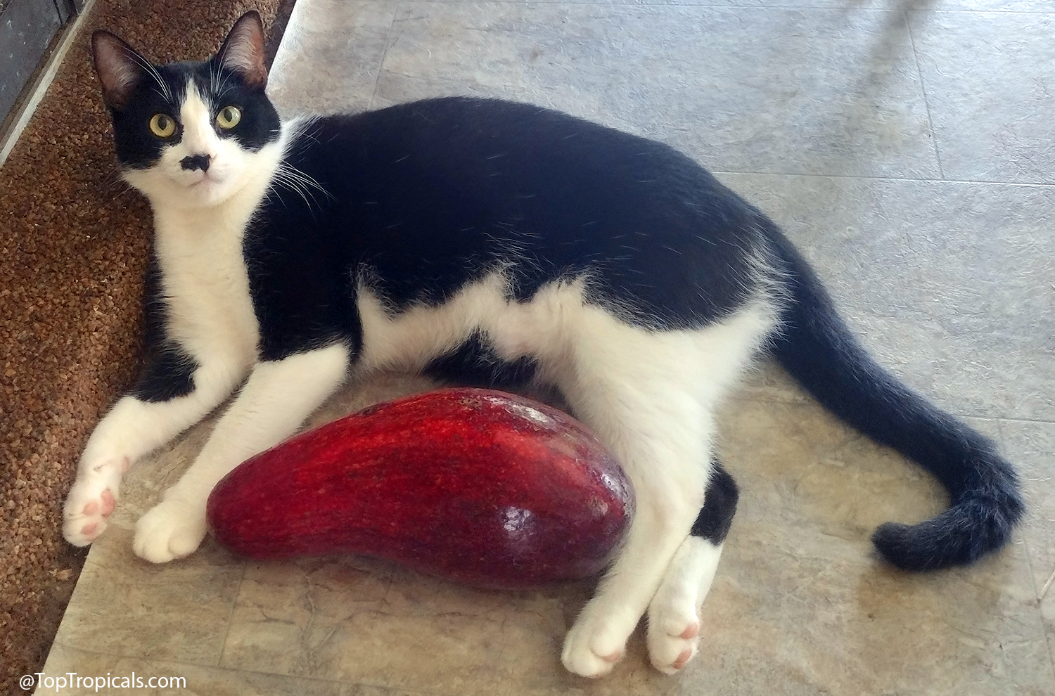 A black and white cat lying next to a large red Thomson Red avocado on the floor
