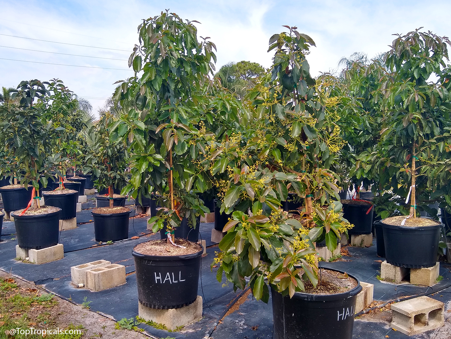 Rows of potted avocado trees elevated on cinder blocks to keep drainage holes clear of standing water