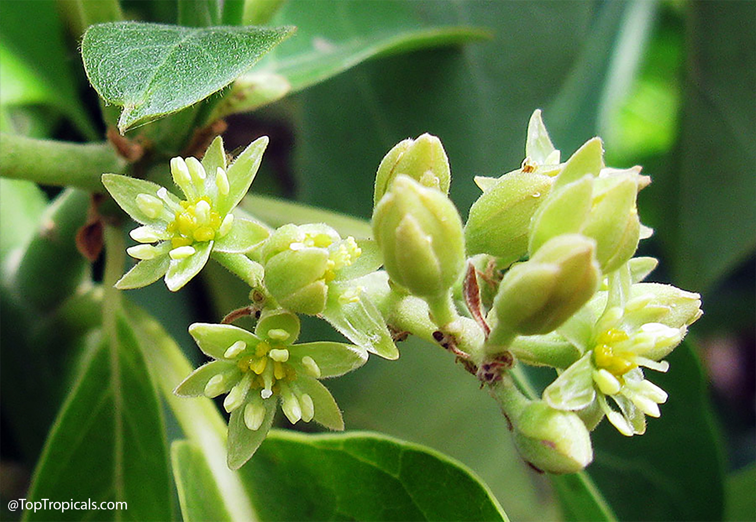 Close-up of small yellow-green avocado flowers showing individual petals and stamens